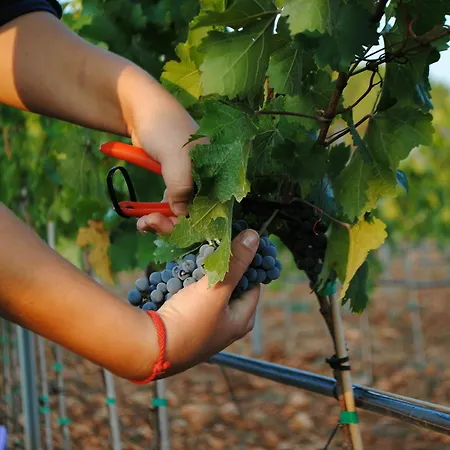 Hotel Weingut & Davero Binisalem