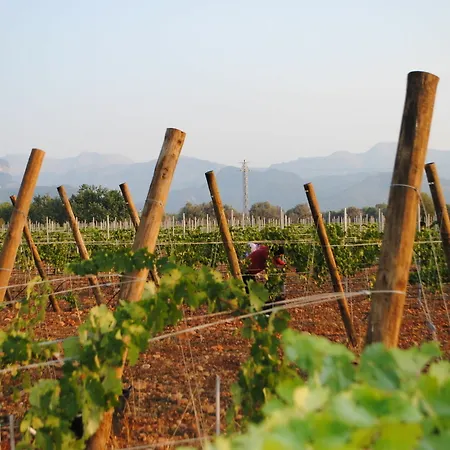Weingut & Davero 4* Binisalem